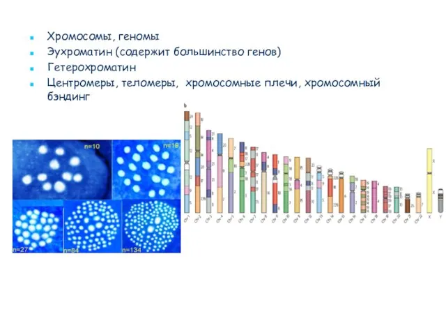 Хромосомы, геномы Эухроматин (содержит большинство генов) Гетерохроматин Центромеры, теломеры, хромосомные плечи, хромосомный бэндинг