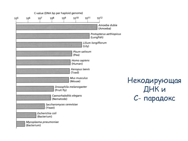 Некодирующая ДНК и С- парадокс