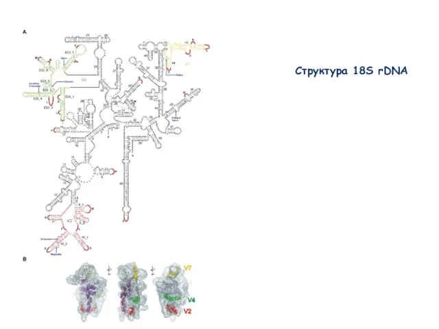 Структура 18S rDNA