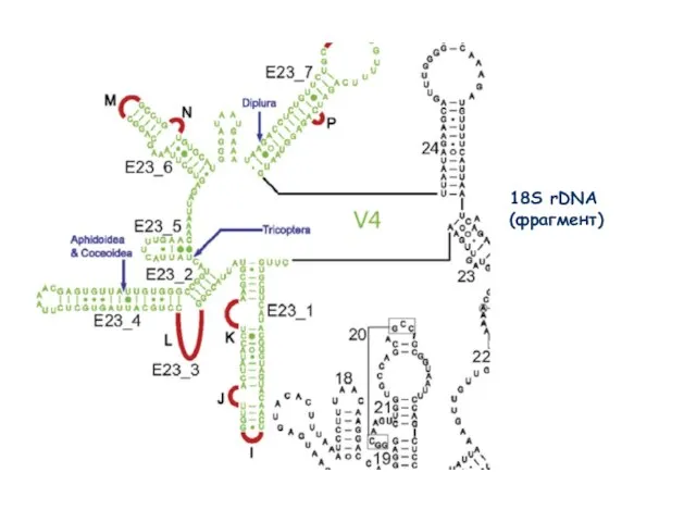 18S rDNA (фрагмент)