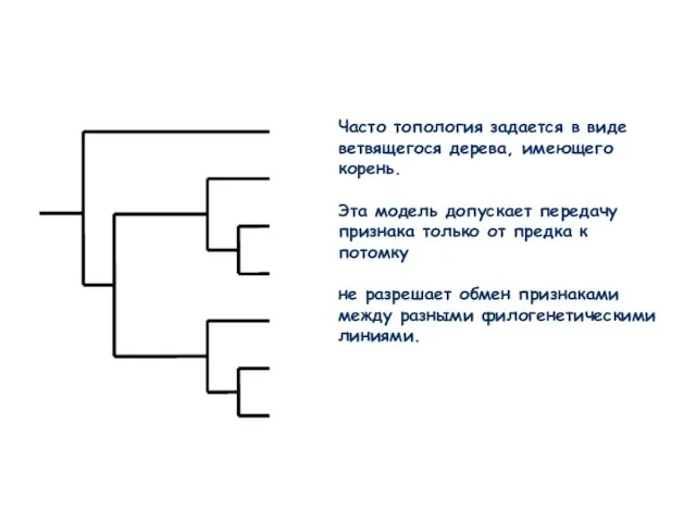 Часто топология задается в виде ветвящегося дерева, имеющего корень. Эта модель допускает