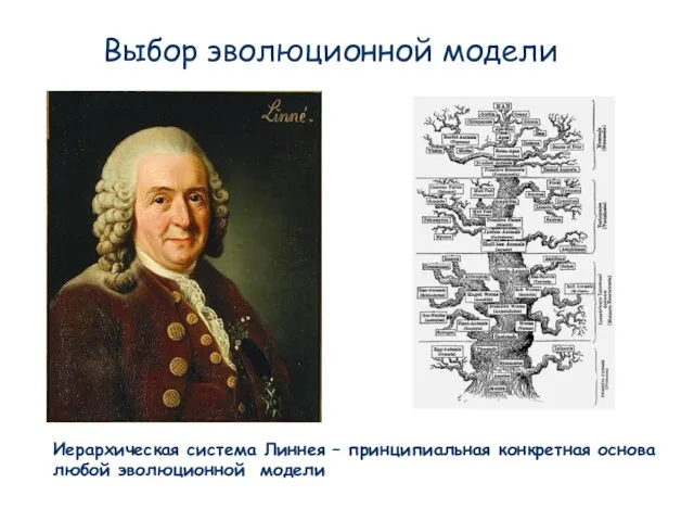 Выбор эволюционной модели Иерархическая система Линнея – принципиальная конкретная основа любой эволюционной модели