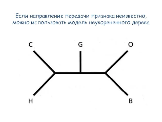 Если направление передачи признака неизвестно, можно использовать модель неукорененного дерева