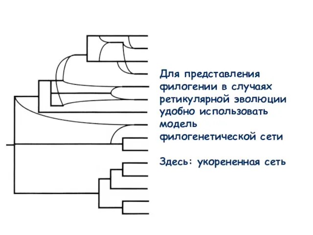 Для представления филогении в случаях ретикулярной эволюции удобно использовать модель филогенетической сети Здесь: укорененная сеть