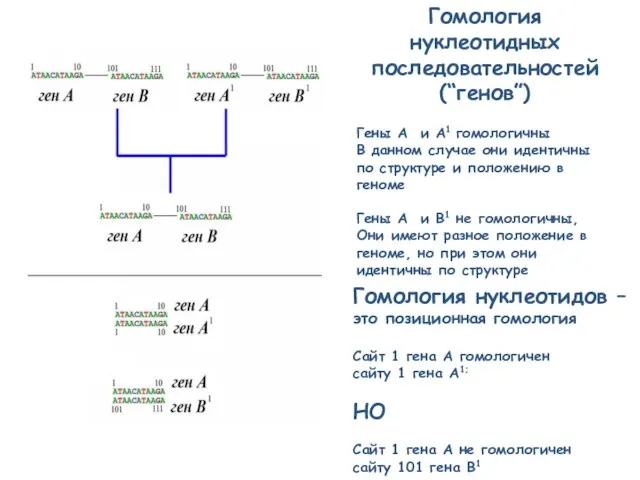 Гомология нуклеотидных последовательностей (“генов”) Гены A и A1 гомологичны В данном случае