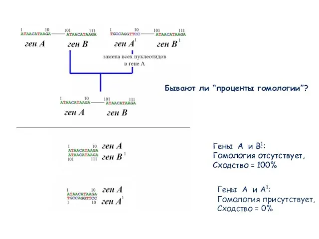 Гены A и B: Гомология отсутствует, Сходство = 100% Гены A и