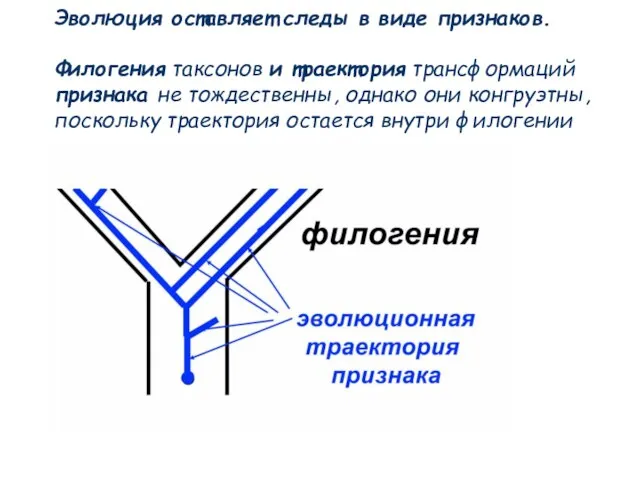 Эволюция оставляет следы в виде признаков. Филогения таксонов и траектория трансформаций признака