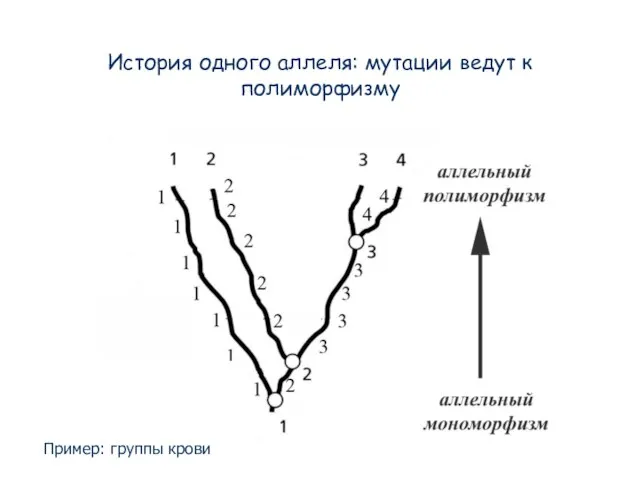 История одного аллеля: мутации ведут к полиморфизму Пример: группы крови