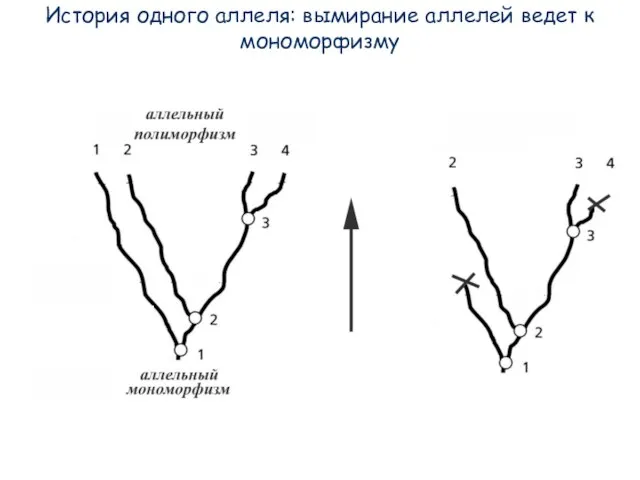 История одного аллеля: вымирание аллелей ведет к мономорфизму