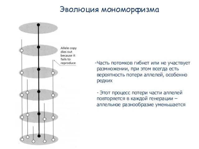 Эволюция мономорфизма Часть потомков гибнет или не участвует размножении, при этом всегда