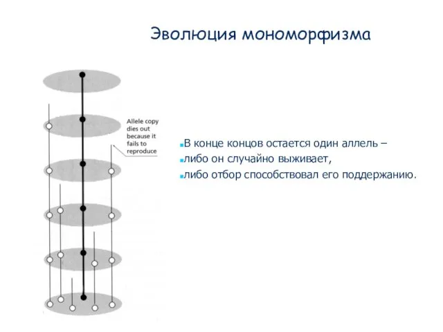 Эволюция мономорфизма В конце концов остается один аллель – либо он случайно