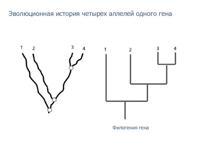 Эволюционная история четырех аллелей одного гена Филогения гена