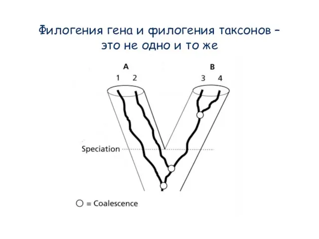 Филогения гена и филогения таксонов – это не одно и то же