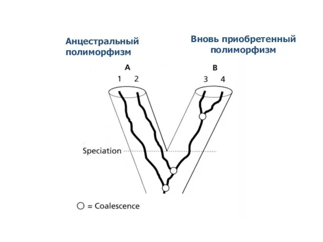 Анцестральный полиморфизм Вновь приобретенный полиморфизм