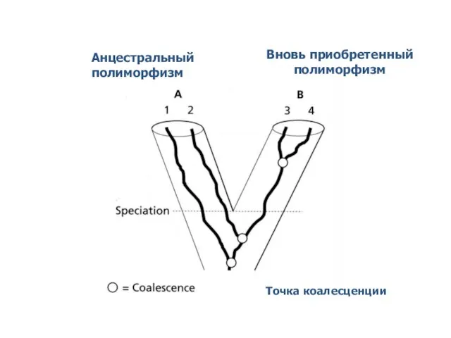 Анцестральный полиморфизм Вновь приобретенный полиморфизм Точка коалесценции