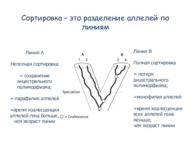 Сортировка – это разделение аллелей по линиям Линия B Полная сортировка =