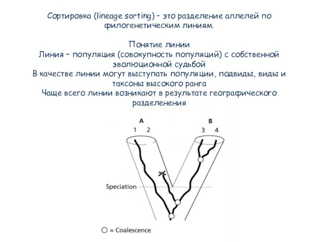 Сортировка (lineage sorting) – это разделение аллелей по филогенетическим линиям. Понятие линии