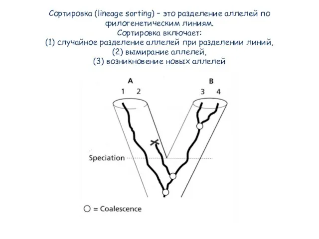 Сортировка (lineage sorting) – это разделение аллелей по филогенетическим линиям. Сортировка включает: