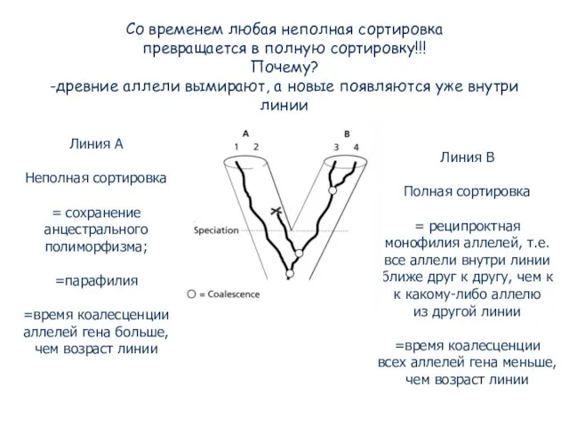 Со временем любая неполная сортировка превращается в полную сортировку!!! Почему? -древние аллели