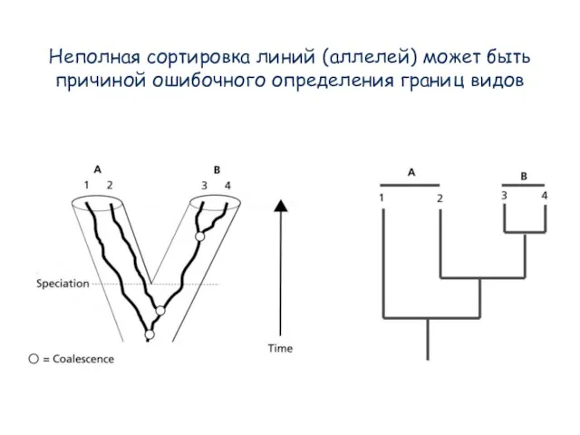 Неполная сортировка линий (аллелей) может быть причиной ошибочного определения границ видов