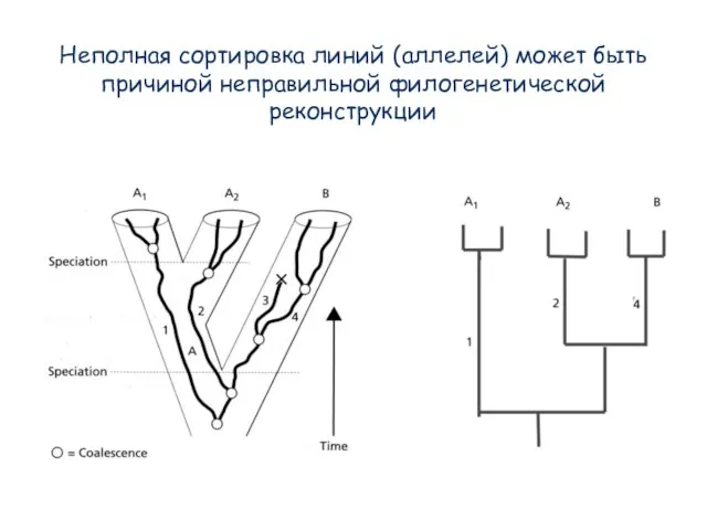 Неполная сортировка линий (аллелей) может быть причиной неправильной филогенетической реконструкции