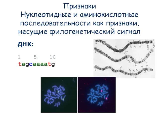 Признаки Нуклеотидные и аминокислотные последовательности как признаки, несущие филогенетический сигнал ДНК: 1 5 10 tagcaaaatg