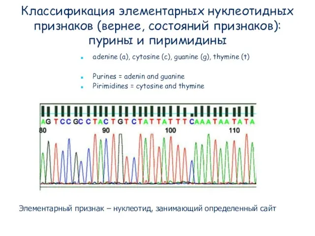 Классификация элементарных нуклеотидных признаков (вернее, состояний признаков): пурины и пиримидины adenine (a),