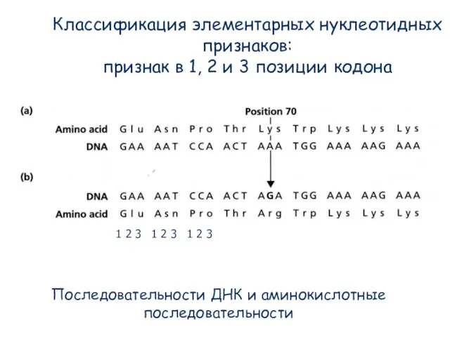 Последовательности ДНК и аминокислотные последовательности Классификация элементарных нуклеотидных признаков: признак в 1,