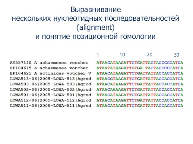 1 10 20 30 Выравнивание нескольких нуклеотидных последовательностей (alignment) и понятие позиционной гомологии