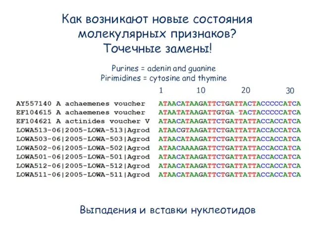 Purines = adenin and guanine Pirimidines = cytosine and thymine Выпадения и