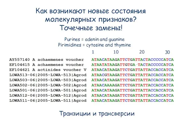 Purines = adenin and guanine Pirimidines = cytosine and thymine Транзиции и