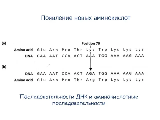 Последовательности ДНК и аминокислотные последовательности Появление новых аминокислот