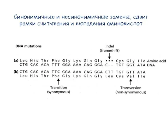 Синонимичные и несинонимичные замены, сдвиг рамки считывания и выпадения аминокислот