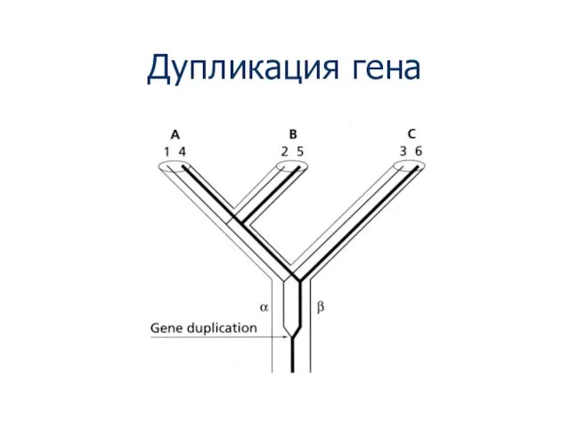 Дупликация гена