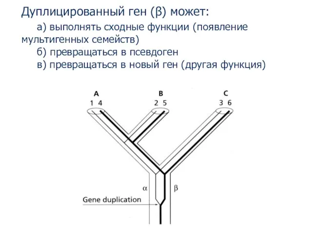 Дуплицированный ген (β) может: а) выполнять сходные функции (появление мультигенных семейств) б)