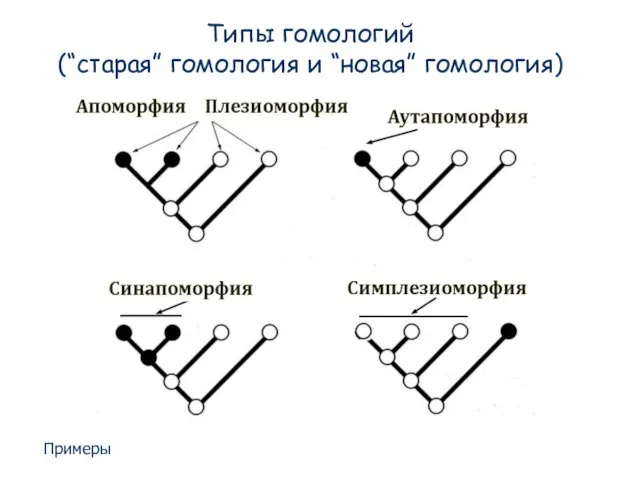 Типы гомологий (“старая” гомология и “новая” гомология) Примеры