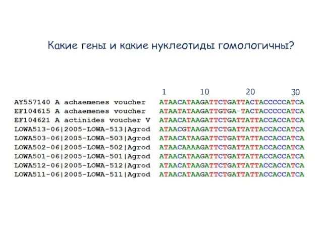 Какие гены и какие нуклеотиды гомологичны? 1 10 20 30