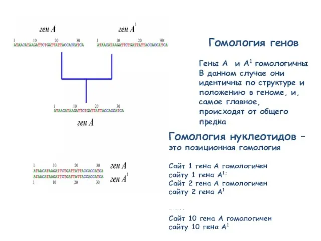 Гомология генов Гены A и A1 гомологичны В данном случае они идентичны