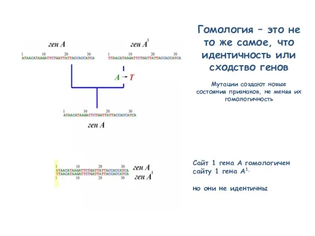 Гомология – это не то же самое, что идентичность или сходство генов