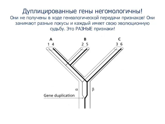 Дуплицированные гены негомологичны! Они не получены в ходе генеалогической передачи признаков! Они