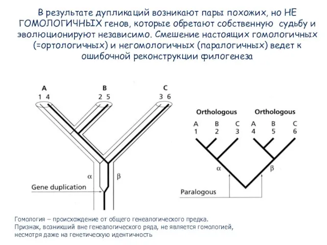В результате дупликаций возникают пары похожих, но НЕ ГОМОЛОГИЧНЫХ генов, которые обретают