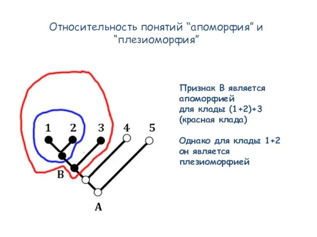 Относительность понятий “апоморфия” и “плезиоморфия” Признак B является апоморфией для клады (1+2)+3