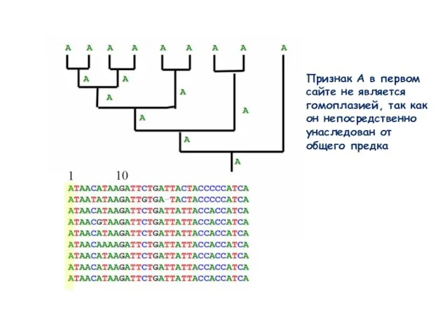 Признак А в первом сайте не является гомоплазией, так как он непосредственно унаследован от общего предка