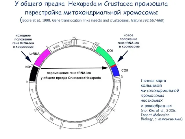 У общего предка Hexapoda и Crustacea произошла перестройка митохондриальной хромосомы (Boore et