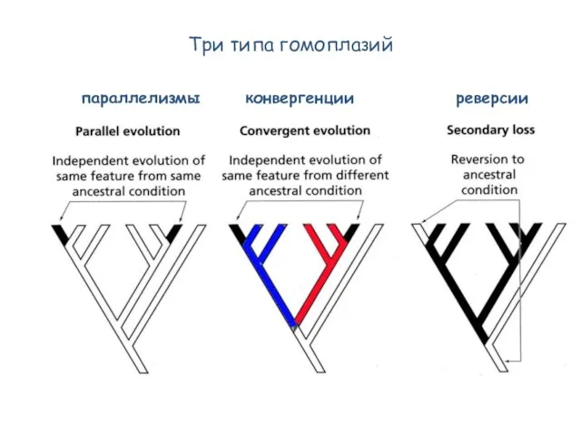 Три типа гомоплазий параллелизмы конвергенции реверсии