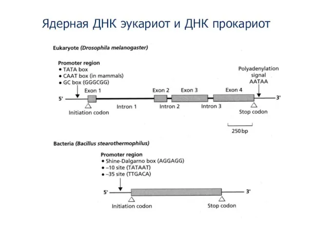 Ядерная ДНК эукариот и ДНК прокариот