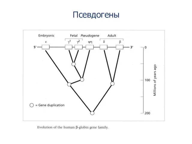 Псевдогены