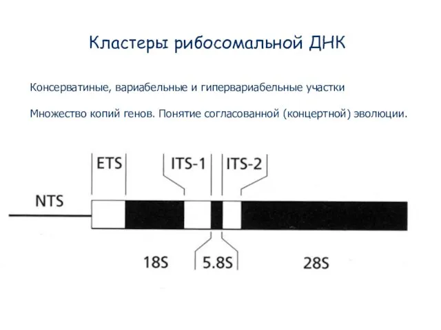 Кластеры рибосомальной ДНК Консерватиные, вариабельные и гипервариабельные участки Множество копий генов. Понятие согласованной (концертной) эволюции.