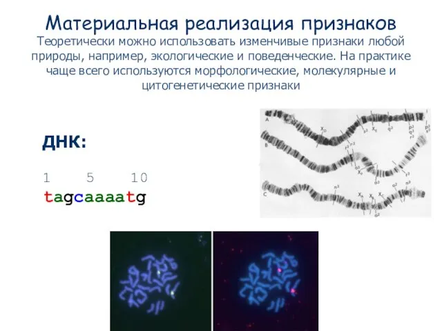 Материальная реализация признаков Теоретически можно использовать изменчивые признаки любой природы, например, экологические