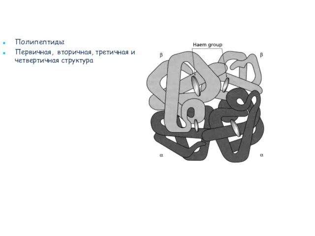 Полипептиды Первичная, вторичная, третичная и четвертичная структура